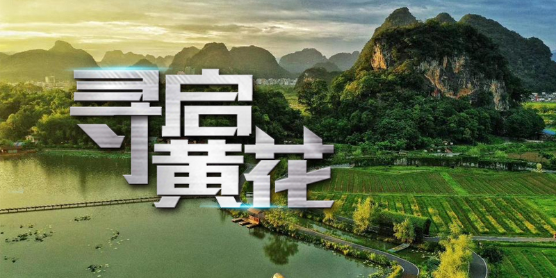 寻启黄花